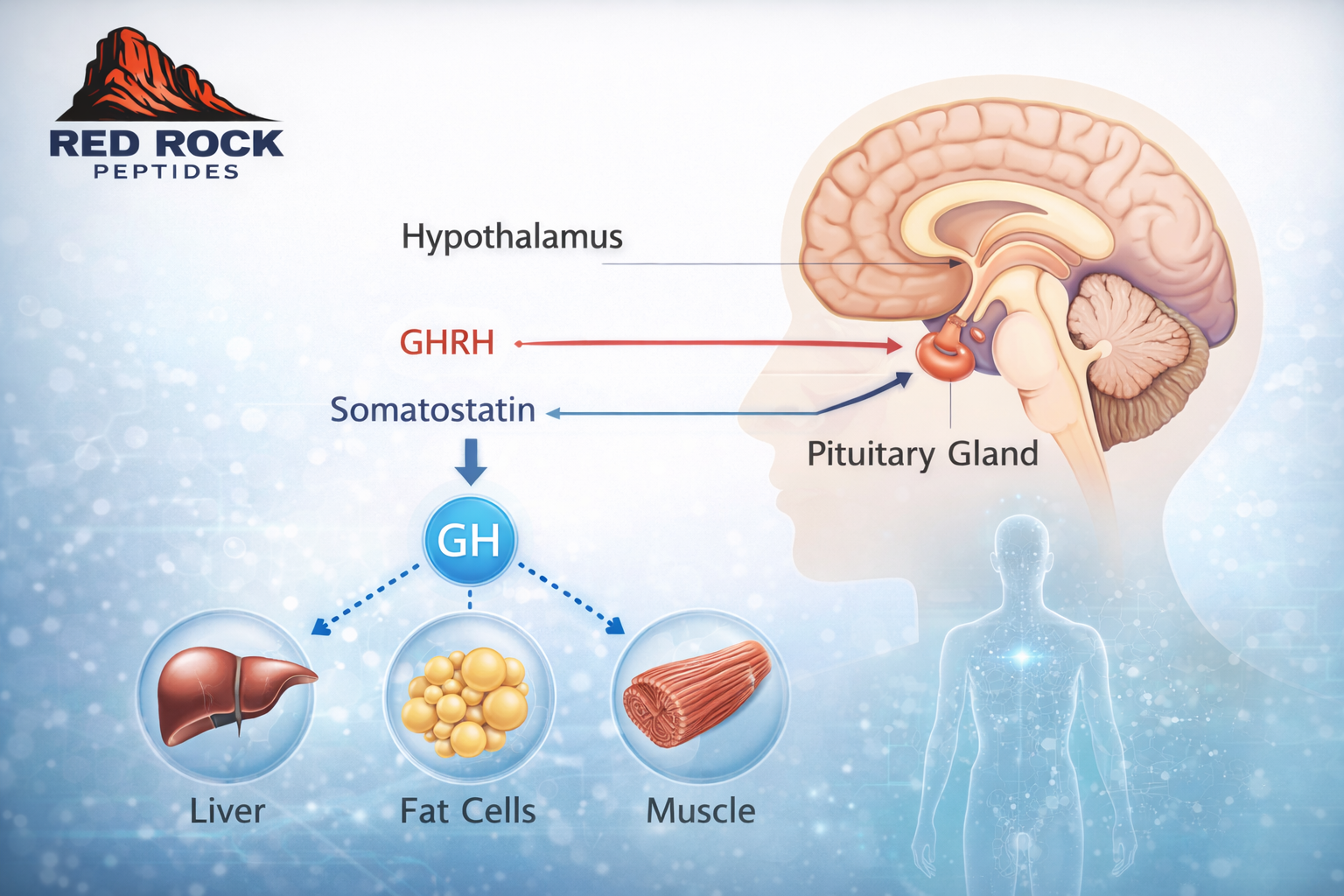 Growth hormone signaling pathway illustration CJC-1295 Ipamorelin