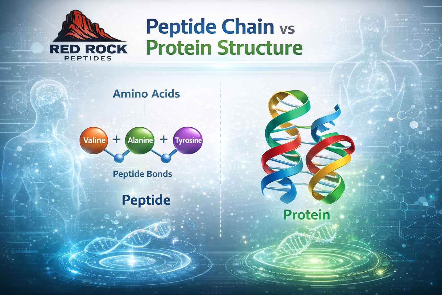 Peptide chain vs protein structure